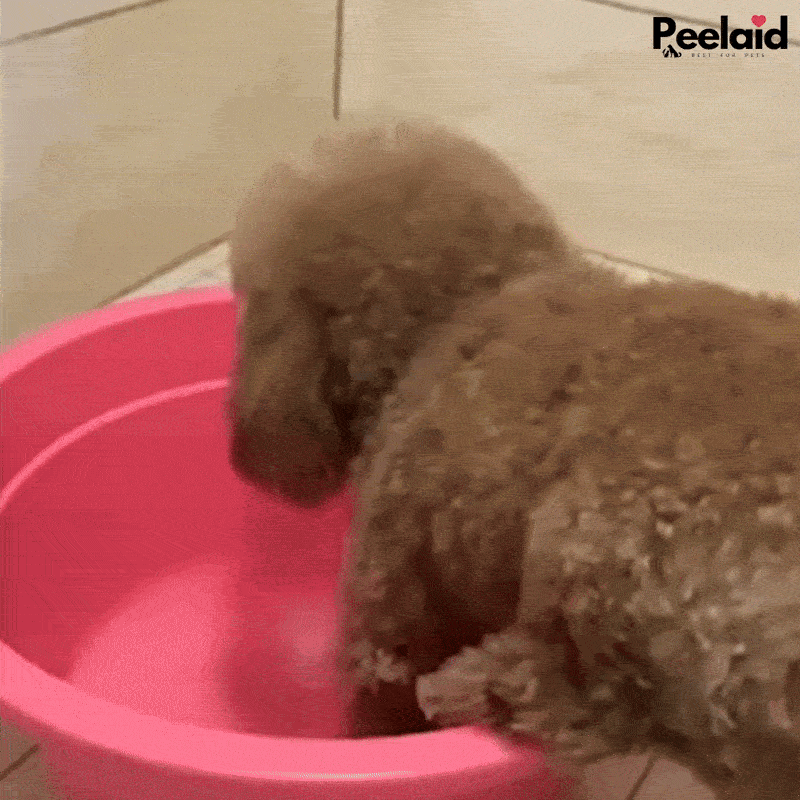 Peelaid™ 2-in-1 Pet Shampoo & Conditioner