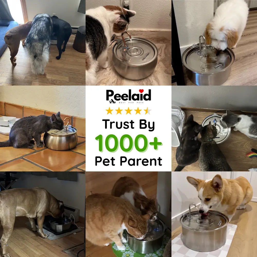 Peelaid™ SST Fountain