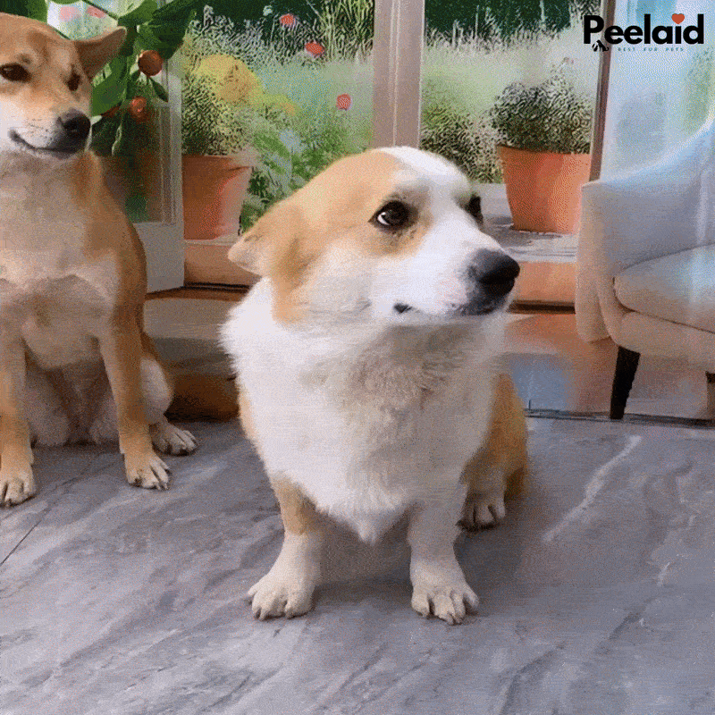 Peelaid™ Pet Drying Bag For Dogs and Cats