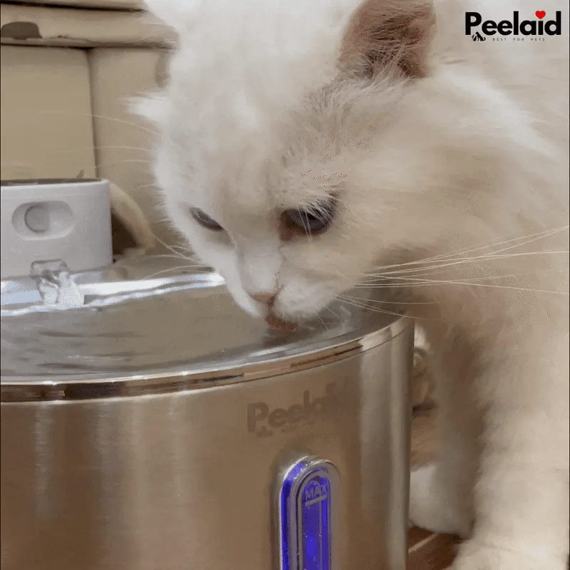 Peelaid™ SST Wireless Fountain